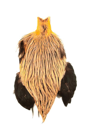 American Rooster Cape