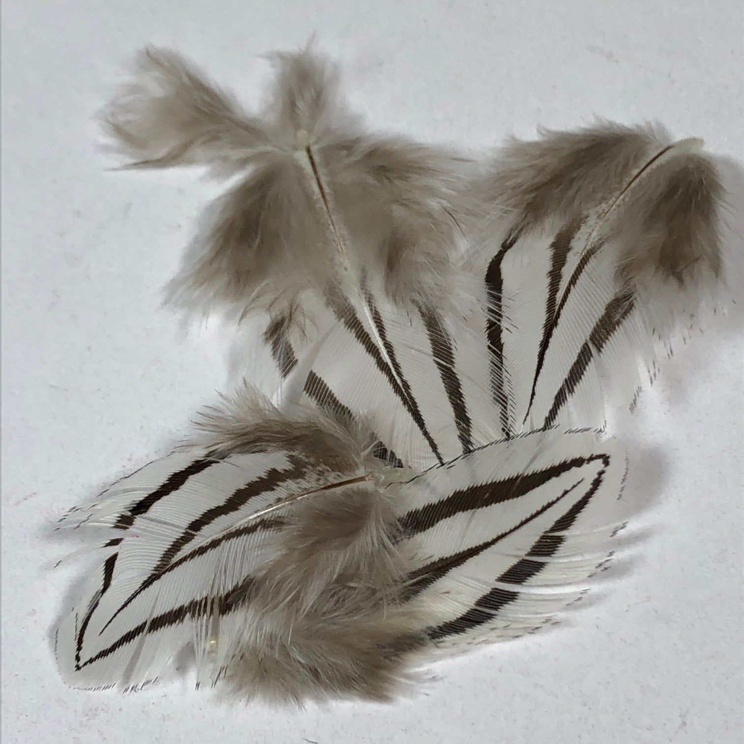 Silver Pheasant Feathers V-Bar - Natural