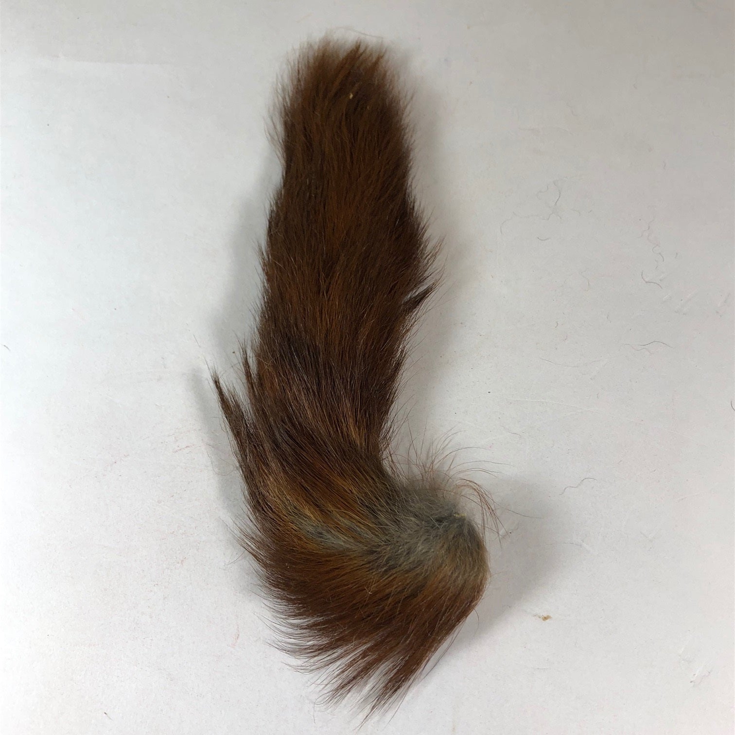 Siberian Squirrel - Brown