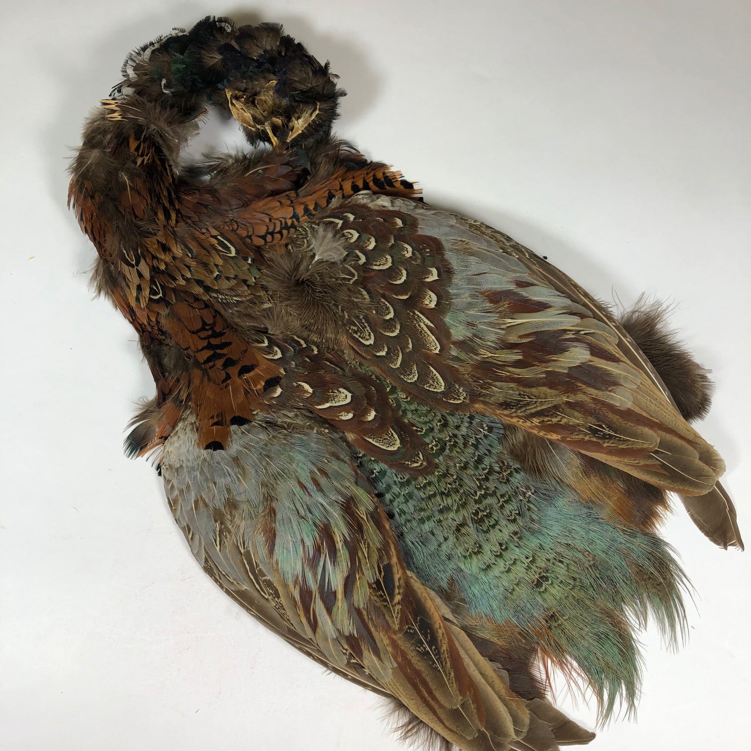 Ringneck Pheasant Skin