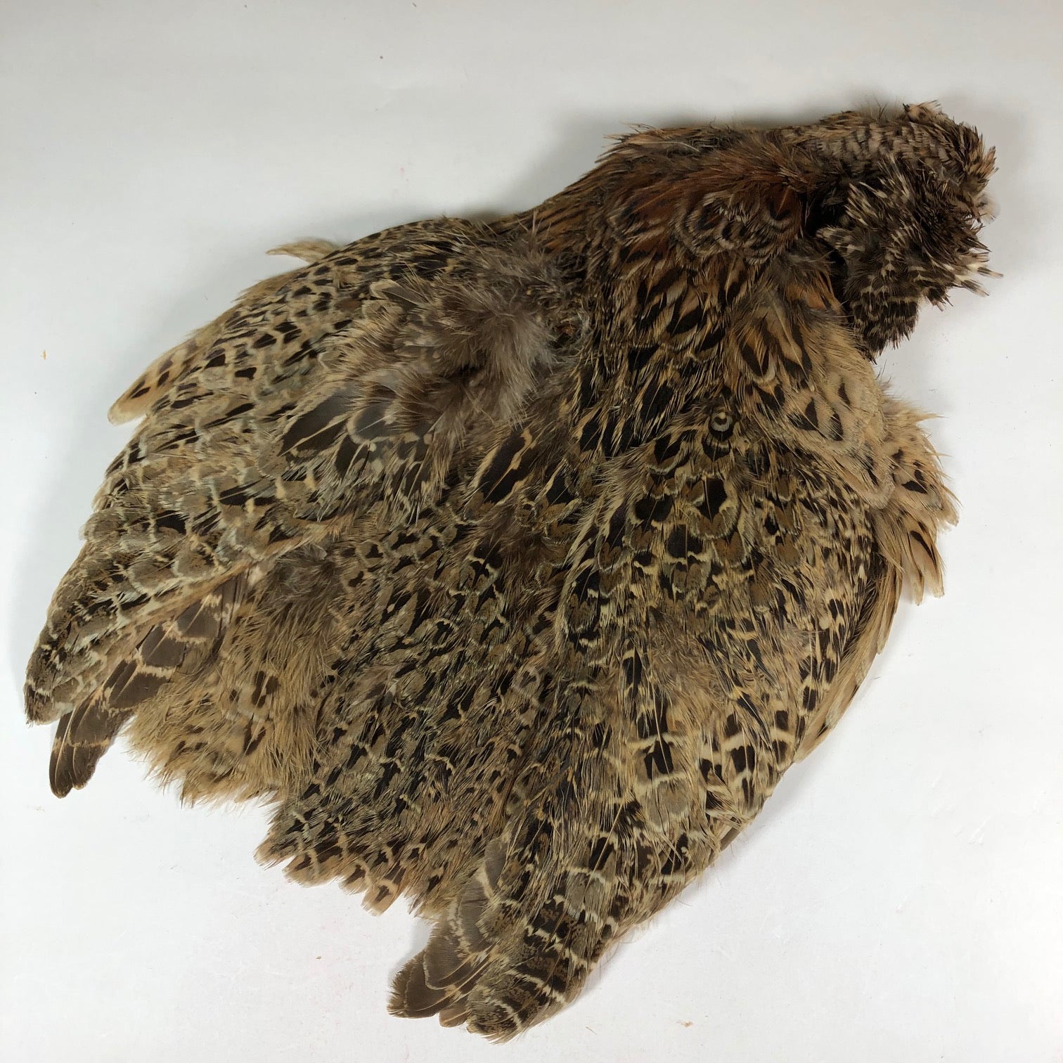 Ringneck Pheasant Hen Skin