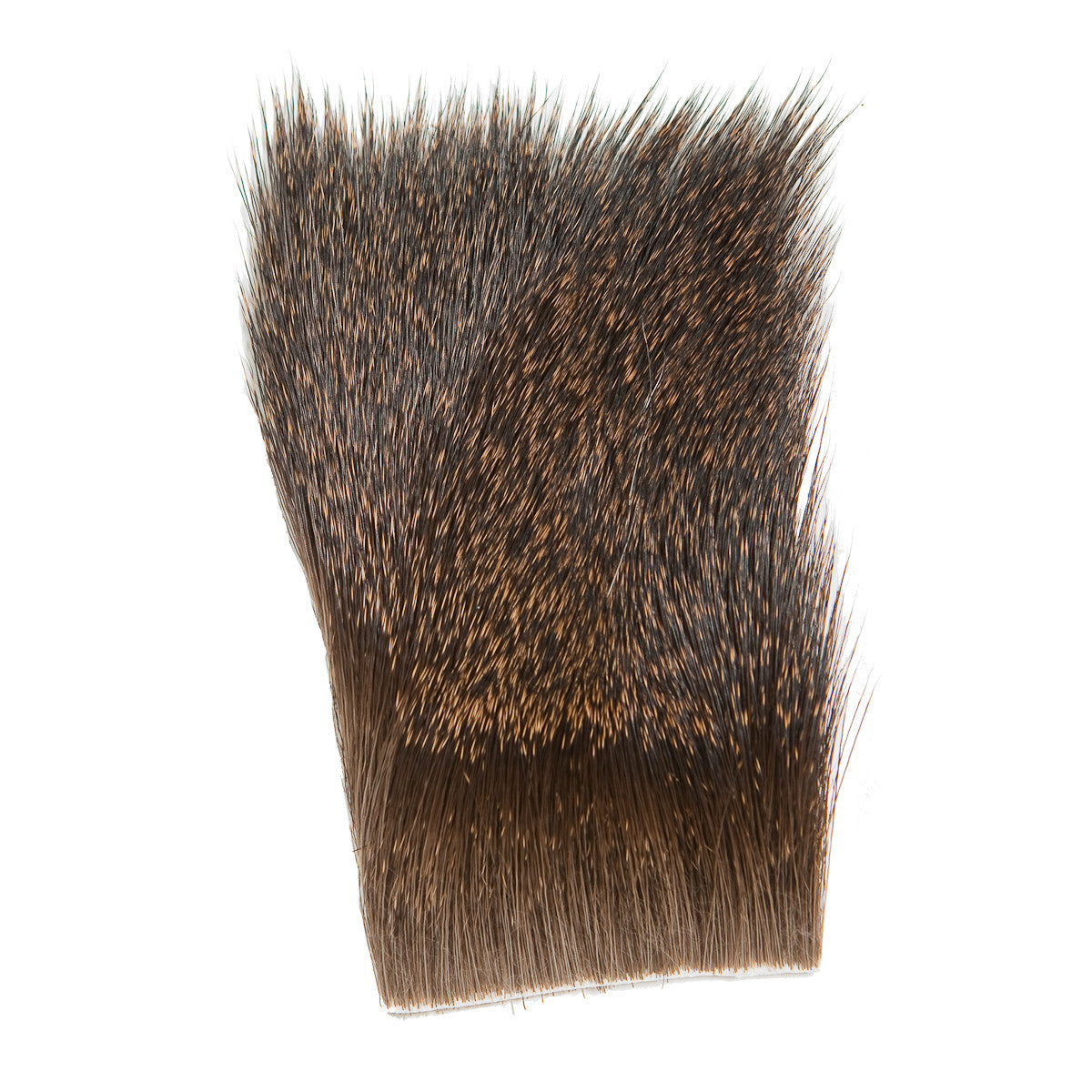 Coastal Blacktail Deer Body Hair