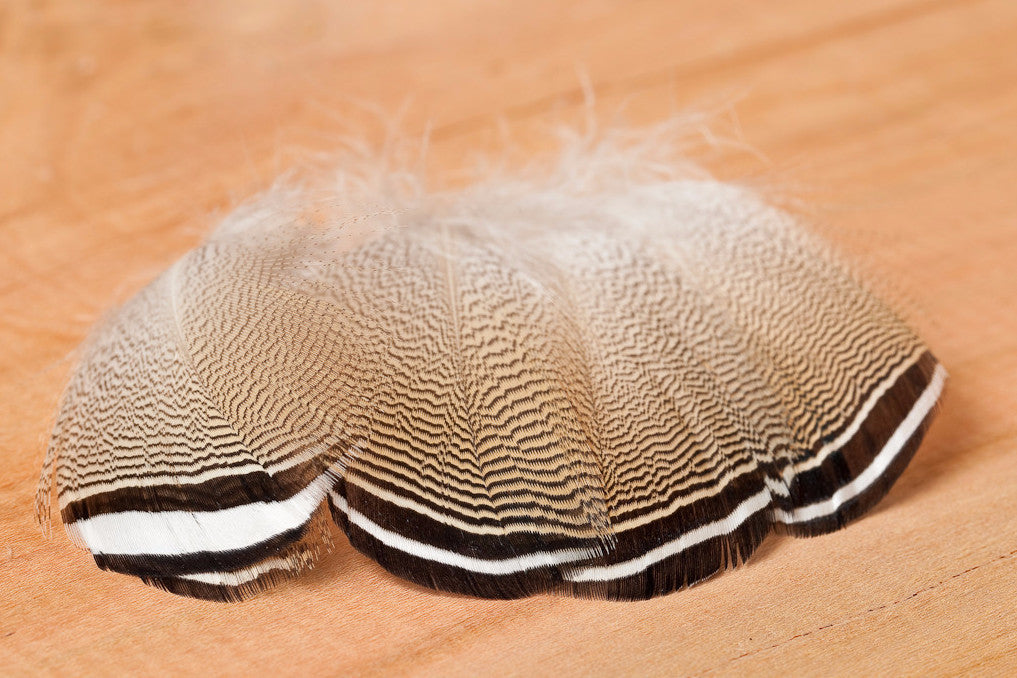 Barred Wood Duck Flank Feathers