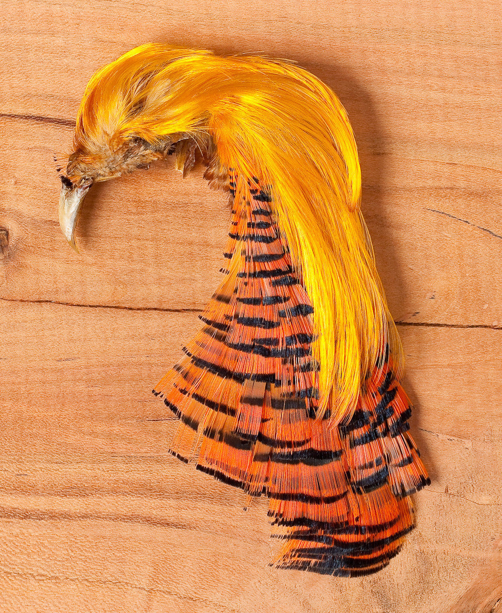 Golden Pheasant Head-Crest and Tippet