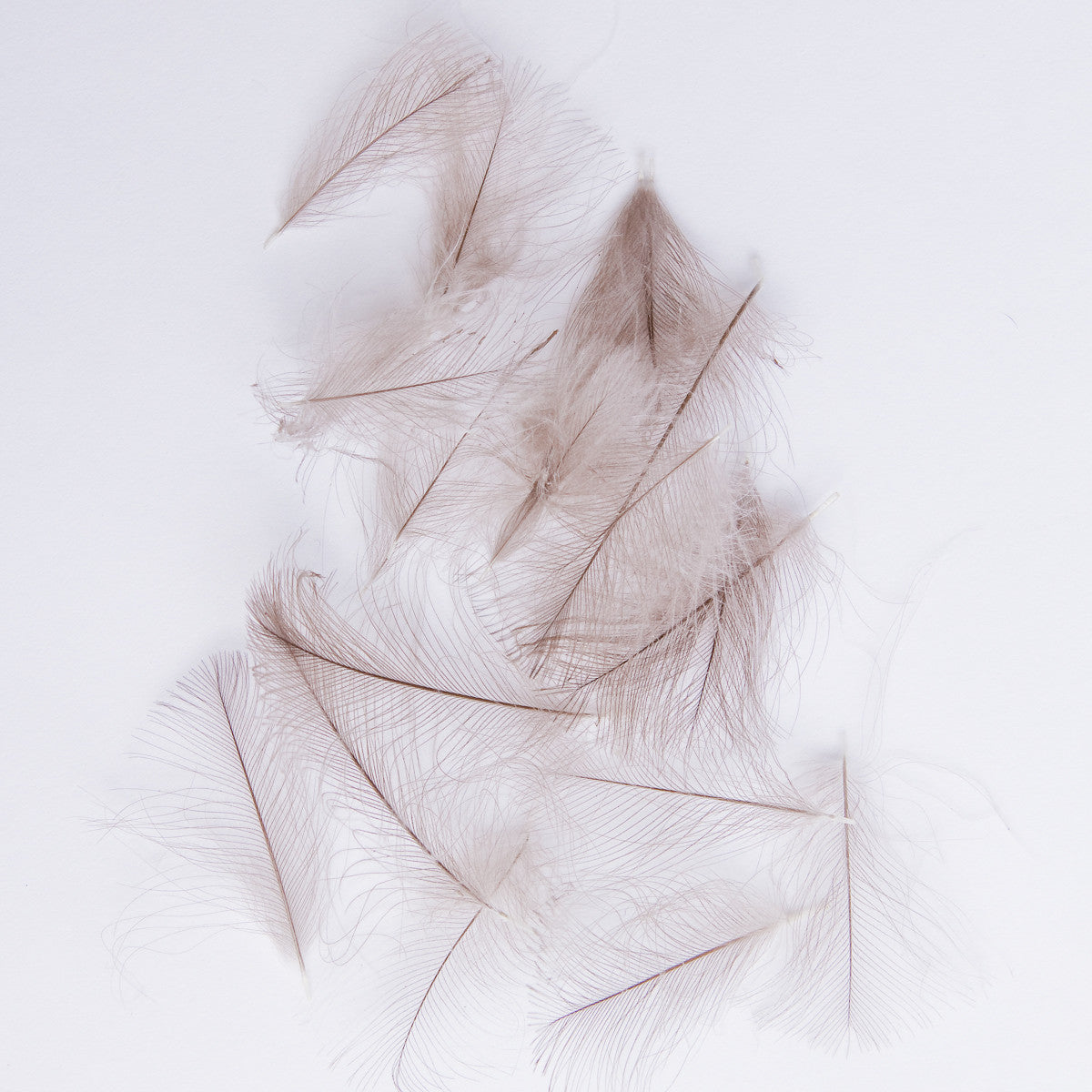 Cul De Canard Feathers