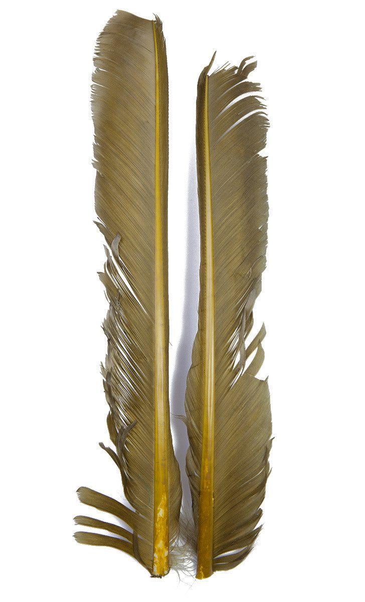 Turkey Biot Quills