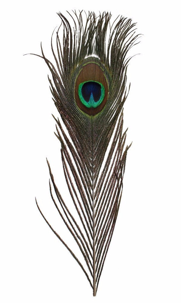 Blue Peacock Feathers - Wilkinson Fly Fishing LLC